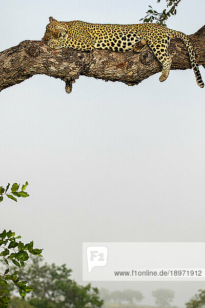 A male leopard  Panthera pardus  asleep in a Marula tree  Sclerocarya birrea.