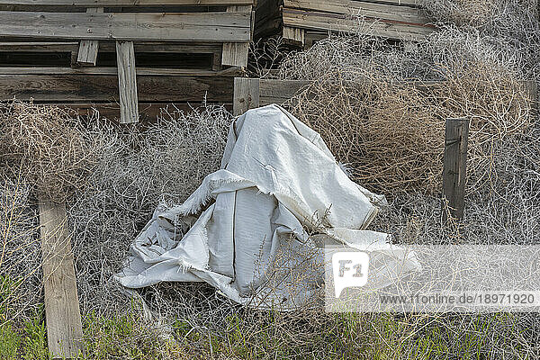 Sagebrush (tumble weed) and torn tarp  old wooden boxes behind  Washigton  USA