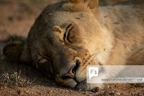 A close-up of a lioness  Panthera leo  sleeping.