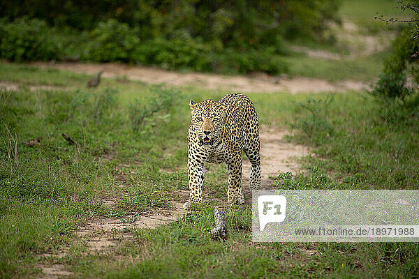 A male leopard  Panthera pardus  walks along a path.