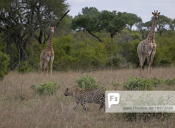 A leopard  Panthera pardus  walking past a pair of giraffe  Giraffa.