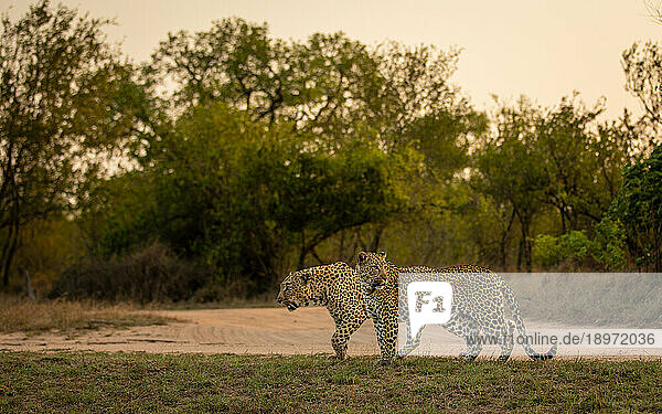 A male and female leopard  Panthera pardus  walk together.