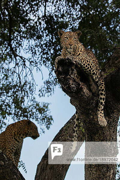 A female and male leopard  Panthera pardus  together in a Marula tree  Sclerocarya birrea.
