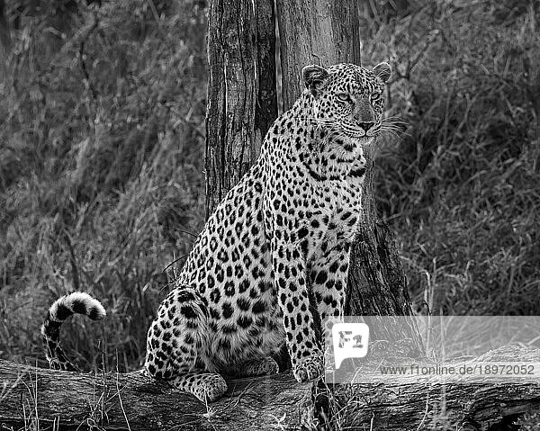 A leopard  Panthera pardus  sitting on a log  in black and white.