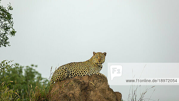 A leopard  Panthera pardus  lying on a mound  direct gaze.