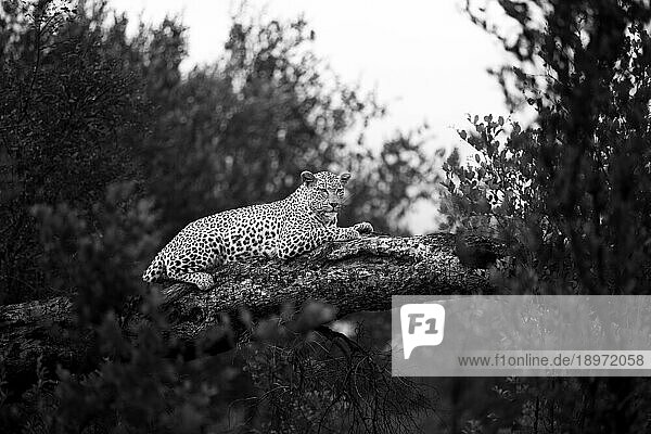 A female leopard  Panthera pardus  lies down on a fallen marula tree.