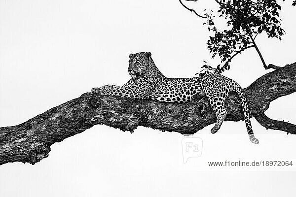 A male leopard  Panthera pardus  lying in a Marula tree  Sclerocarya birrea  in black and white.