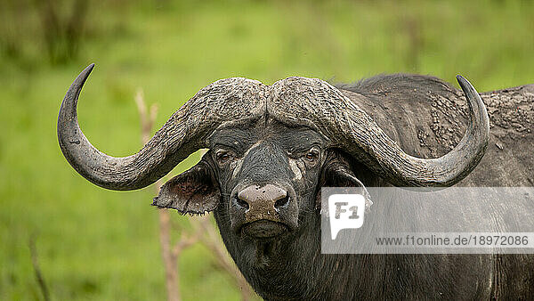 A portrait of a Buffalo bull  Syncerus caffer.