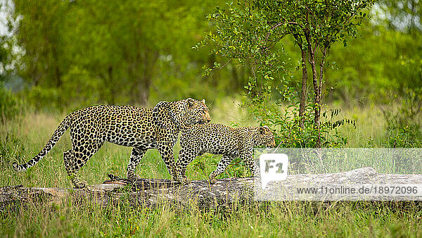 A leopard and her cub  Panthera pardus  climbing a tree.