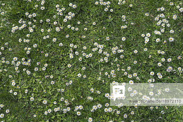 Field of green grass and blooming daisies and dandelions  a lawn in spring.