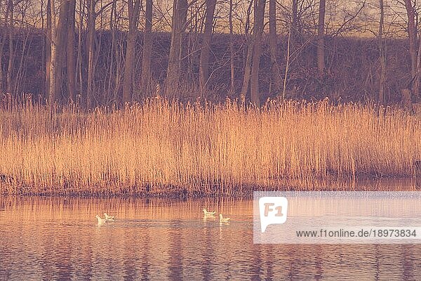 Vögel in einem See mit Binsen am Morgen