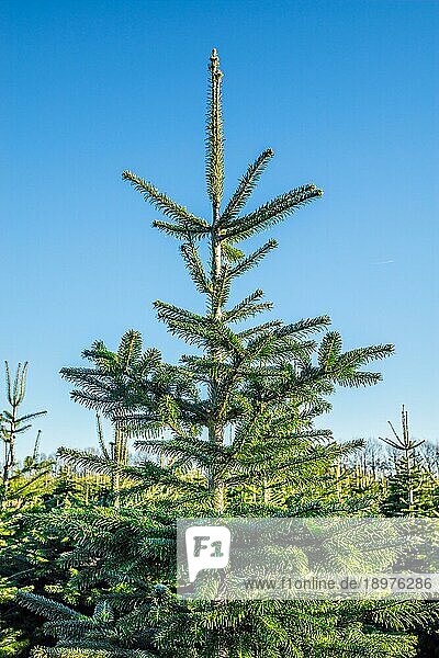 Weihnachtsbaum auf einer Plantage mit blauem Himmel im Tageslicht