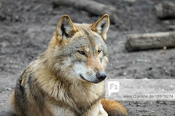 Ein Wolf schaut in seinem Waldgehege in einem Tierpark umher. Wölfe breiten sich in deutschen Wäldern wieder zunehmend aus.  Tierpark  Weilburg  Hessen  Deutschland  Europa