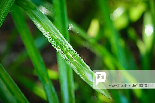 Juicy üppigen grünen Grasblättern mit Wassertropfen Tautropfen im Wind in Morgenlicht im Frühjahr Sommer im Freien Nahaufnahme Makro. Reinheit und Frische der Natur Konzept Hintergrund  Kopie Raum