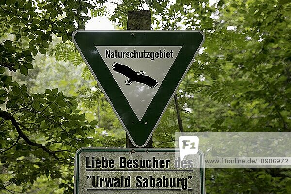 Schild Naturschutzgebiet  NSG-Schild  im Urwald Sababurg  Gutsbezirk Reinhardswald  Hessen  Deutschland  Europa