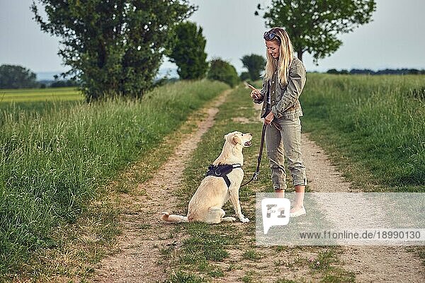 Attraktive junge Frau  die ihren Hund  einen gehorsamen goldenen Labrador  an Geschirr und Leine in einer ländlichen Landschaft auf einem Feldweg erzieht
