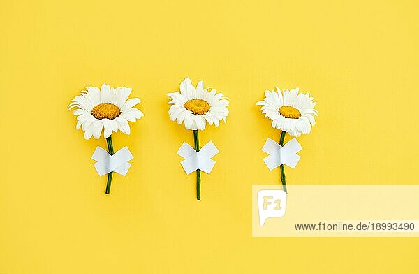 Drei Gänseblümchen Blumen an der Wand auf gelbem Hintergrund geklebt. kreatives Konzept