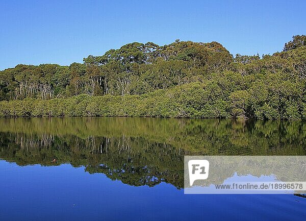 Szene in Port Maquarie  Australien. Natur Hintergrund  Bäume spiegeln in einem Fluss namens Wrights Creek