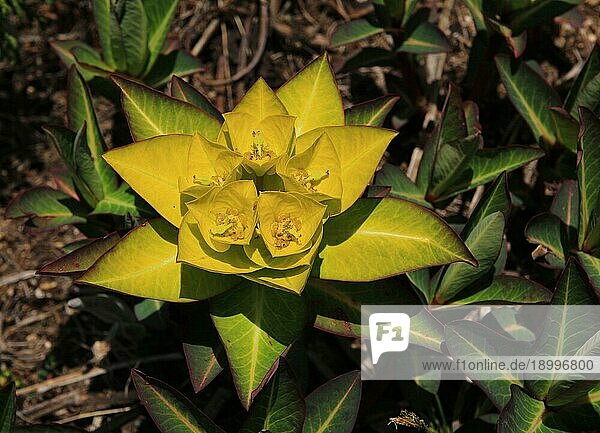 (Euphorbia)  die im Himalaya wächst