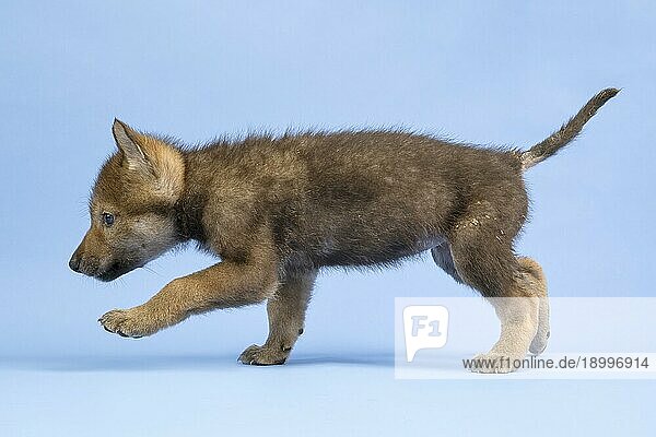 Eurasischer Wolf (Canis lupus lupus)  seitlich  tappst durchs Leben  Welpe  Jungtier  juvenil  captive  3.5 Wochen  Studioaufnahme  Hintergrund blau