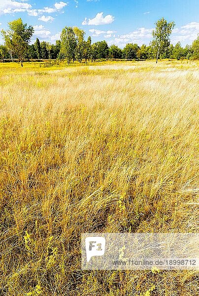 Kräuter (Gramineae) und Poaceae  vom Wind bewegt  auf der Wiese am Waldrand  unter einem bewölkten Sommerhimmel  in Kiew  Ukraine  Europa
