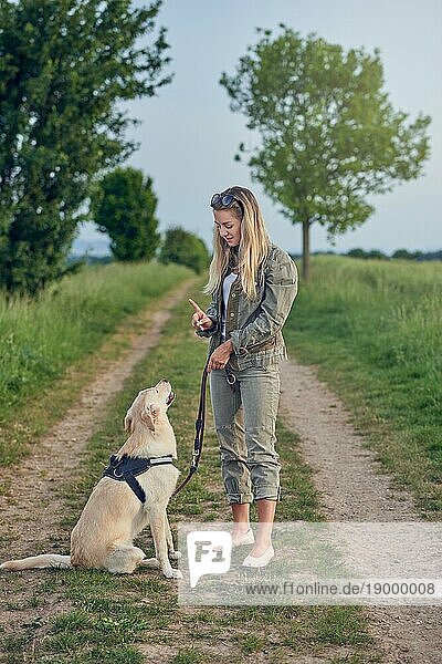 Attraktive junge Frau  die ihren Hund  einen gehorsamen goldenen Labrador  an Geschirr und Leine in einer ländlichen Landschaft auf einem Feldweg erzieht