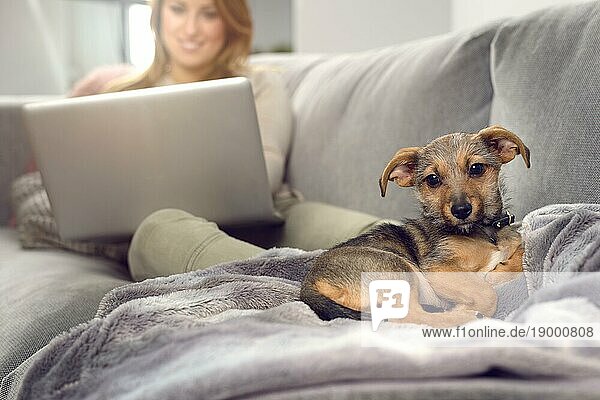 Kleiner Hundewelpe liegt auf einer Decke auf der Couch und schaut weg  während seine Besitzerin mit einem Laptop im Hintergrund verschwommen ist. Raum kopieren