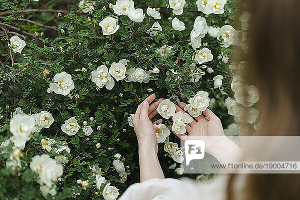 Cropped image of woman touching white flowers blooming on bush