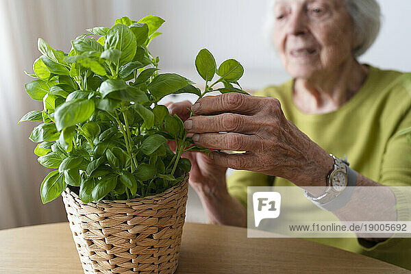 Senior woman plucking basil leaves from plant at home
