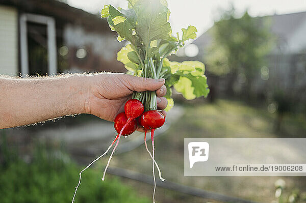 Hand of farmer holding bunch of radish in field