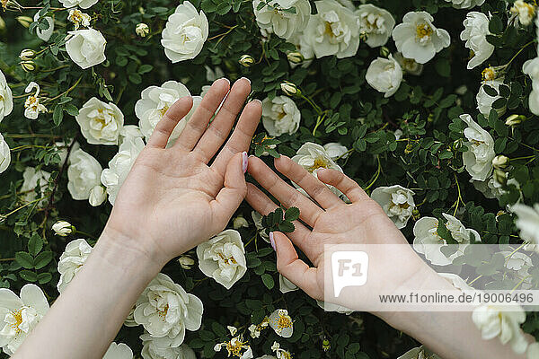 Hands of woman on white flowers blooming on bush