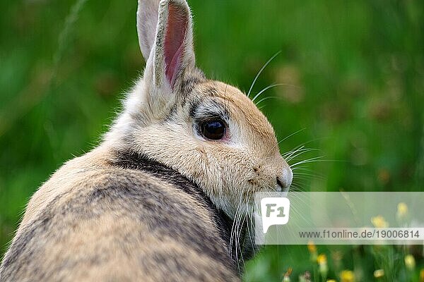 Porträt  Kaninchen  Kopf  Tier  Fell  Garten  Gras  Nahaufnahme vom seitlichen Profil eines braunen Hauskaninchen. Das Tier sitzt im hohem Gras