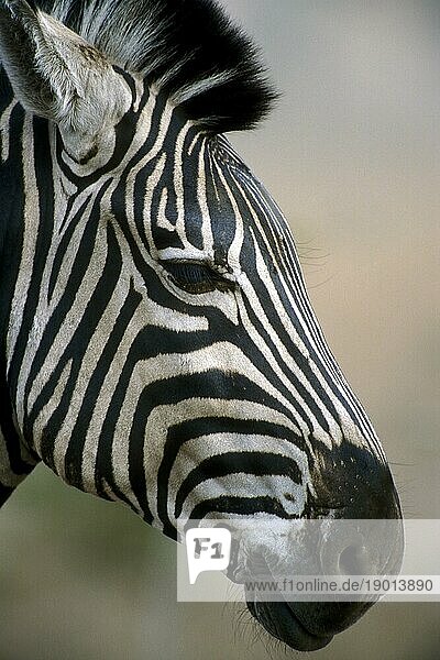 Steppenzebra (Equus quagga)  Burchell Zebra (Equus burchelli)  Nahaufnahme  Krüger Nationalpark  Südafrika