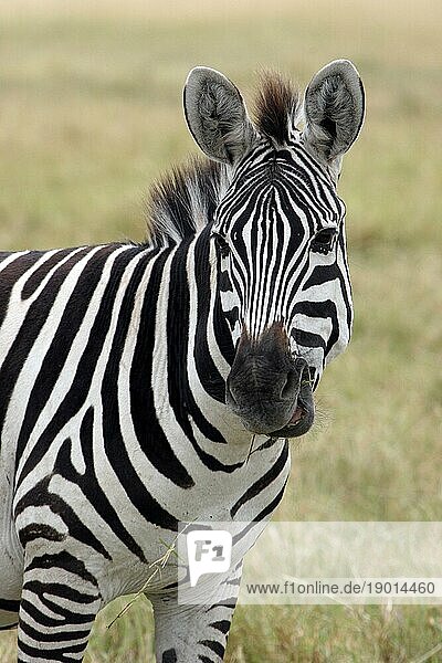Burchell Zebra (Equus quagga burchellii)  Nahaufnahme  Ngorongorokrater Tansania  Ostafrika