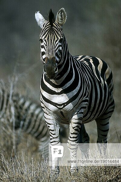Steppenzebra (Equus quagga)  Burchell Zebra (Equus burchelli) Porträt in der Savanne  Krüger Nationalpark  Südafrika