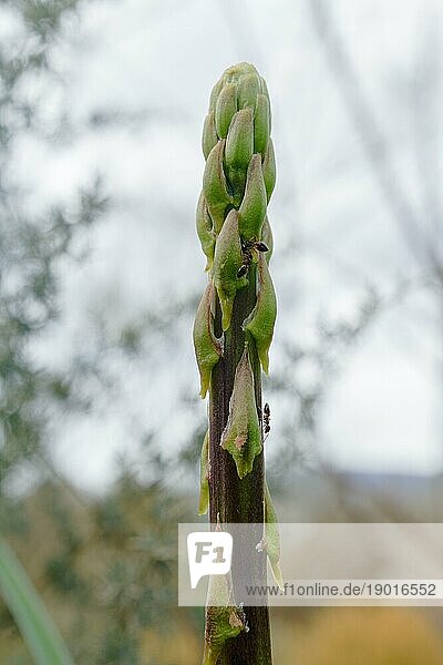 Nahaufnahme eines wilden Spargels  Asparagus acutifolius  mit Ameisen  die den Stängel hinaufkrabbeln  Hintergrund unscharf