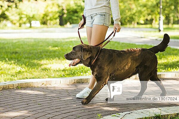 Frau spaziert mit ihrem Hund Spaziergang Park. Auflösung und hohe Qualität schönes Foto