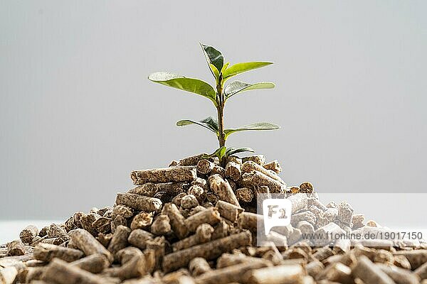 Frontansicht Pflanze wächst aus Pellets. Auflösung und hohe Qualität schönes Foto
