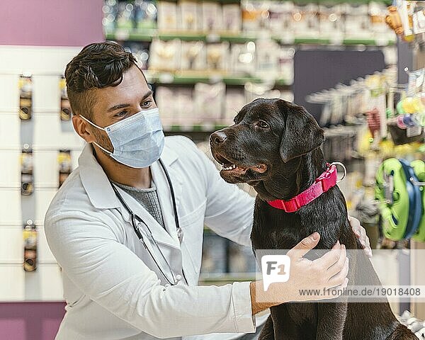 Hund wird vom Tierarzt untersucht. Schönes Foto