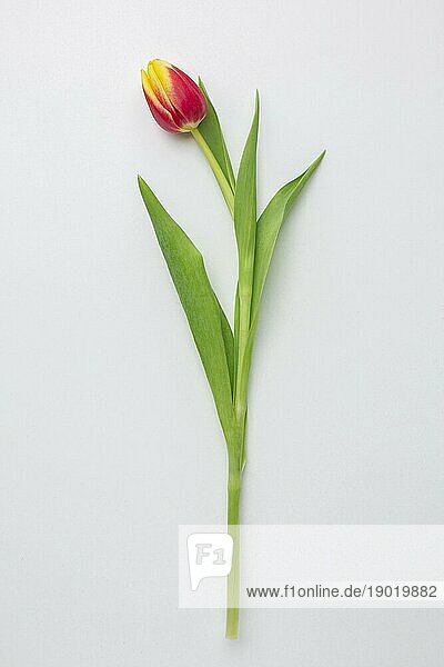 Draufsicht Tulpen Blume. Schönes Foto