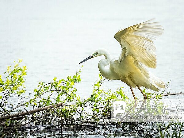 Weißer Reiher  Silberreiher  fliegen auf dem See Hintergrund. Wasservogel in der Natur Lebensraum. Wildtier Szene