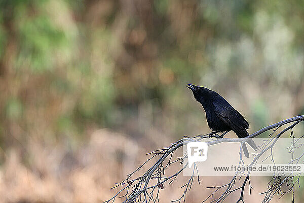 Black crow in a park in Paris  Ile de France  France.