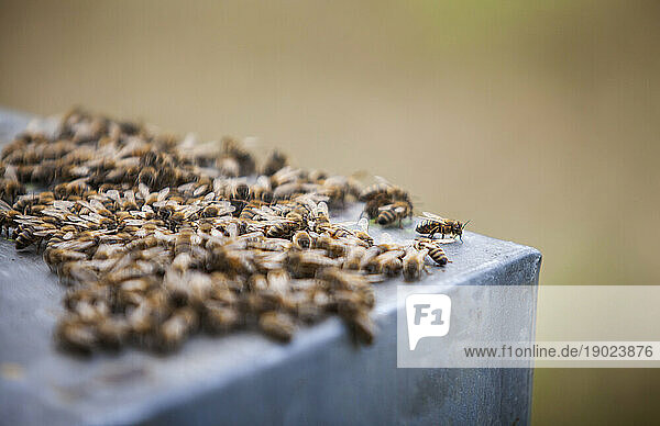 The bees are driven from their hives while their honey is harvested.