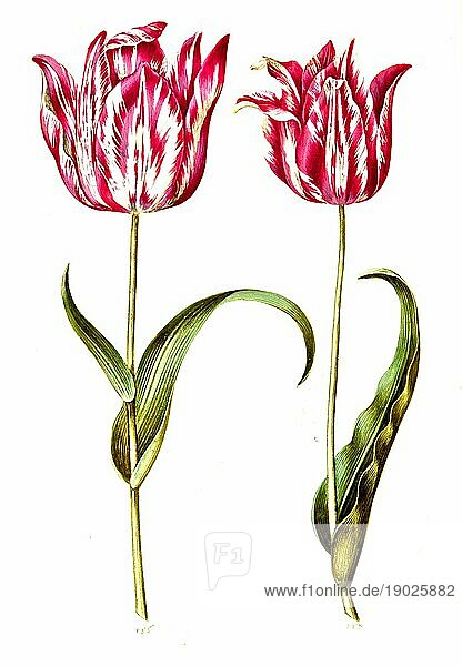 Garten-Tulpe (Tulipa) gesneriana  Historisch  digital verbesserte Reproduktion einer Vorlage aus der damaligen Zeit