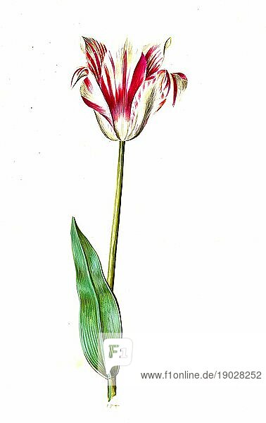 Garten-Tulpe (Tulipa) gesneriana  Historisch  digital verbesserte Reproduktion einer Vorlage aus der damaligen Zeit