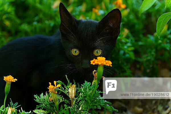 Schwarze Katze mit bunten Augen hinter orangefarbenen Blumen versteckt