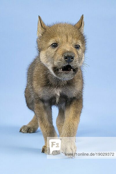 Eurasischer Wolf (Canis lupus lupus)  frontal  heult  Welpe  Jungtier  juvenil  captive  3.5 Wochen  Studioaufnahme  Hintergrund blau