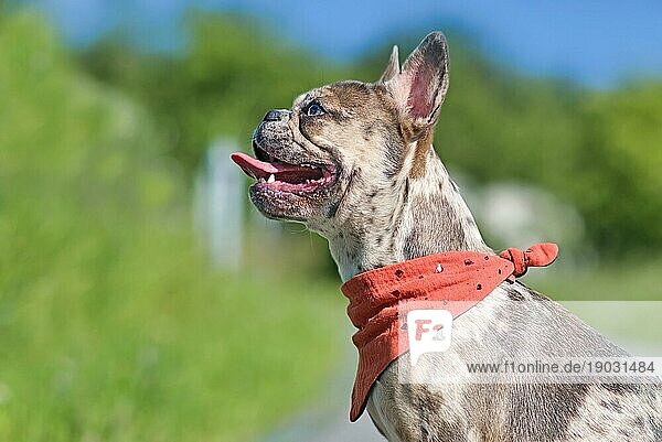 Seitenansicht einer merlefarbenen französischen Bulldogge mit rotem Halstuch und heraushängender Zunge
