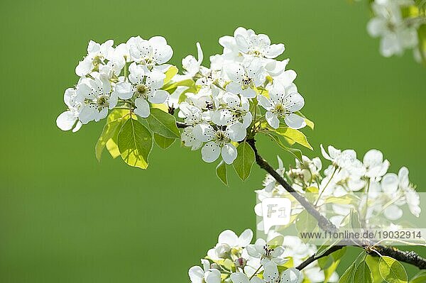 Kultur-Birne (Pyrus communis)  Zweig mit Blüten und Blättern  Thüringen  Deutschland  Europa