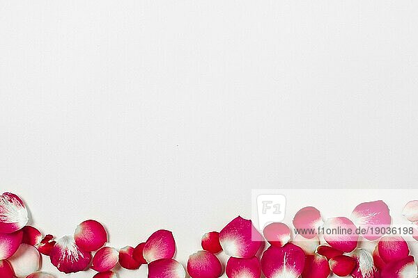 Hübsche Rosenblüten. Auflösung und hohe Qualität schönes Foto